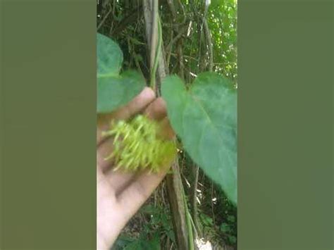 bagbagkong|iVeg.